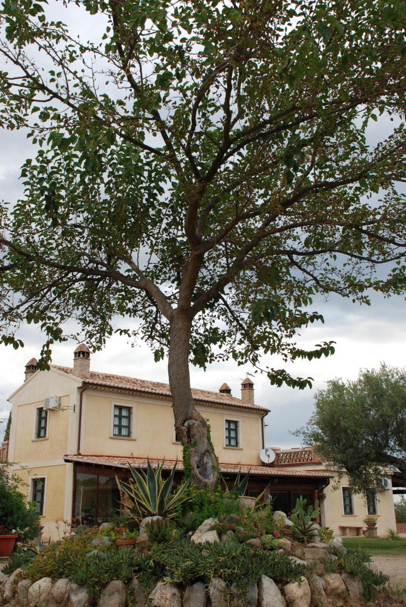 Agriturismo Casacchella 마리나 디 시바리 객실 사진